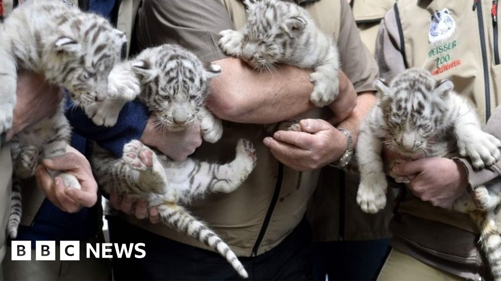 White Bengal tiger cub born at Nicaragua zoo - BBC News