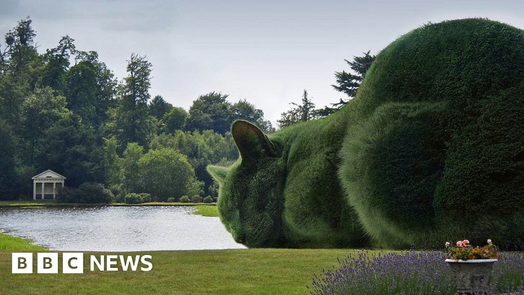 Topiary Cats Seen By Millions On Facebook Bbc News