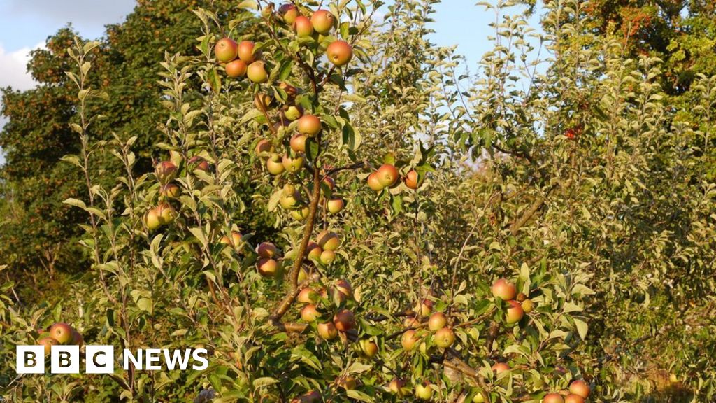 'Apple nerds' wanted to find Luton's lost orchards BBC News
