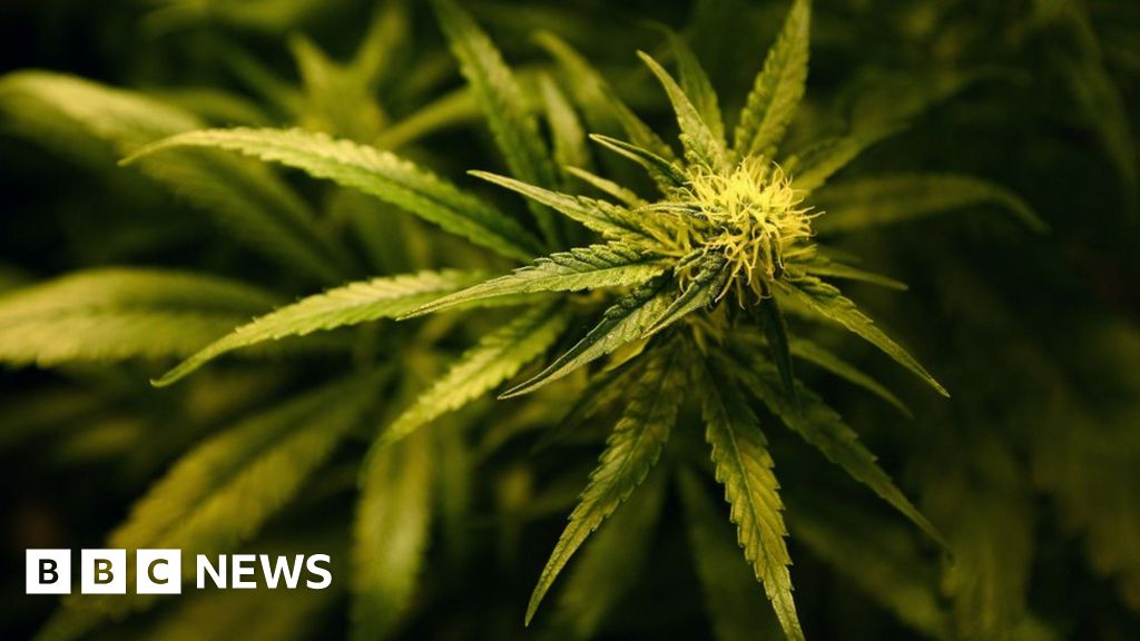 Should we be worried about cannabis in Wales? - BBC News