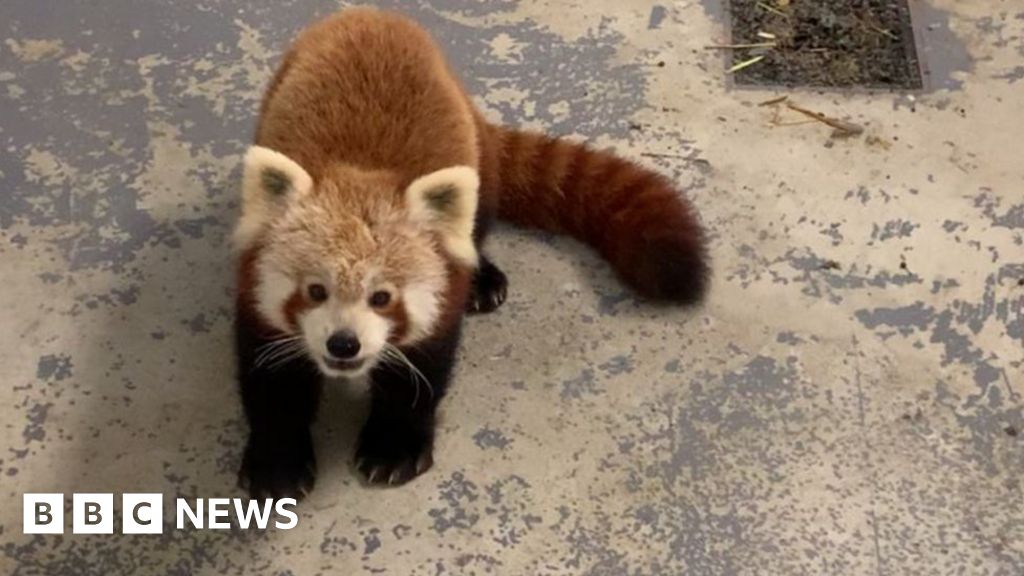 Isle Of Man Missing Red Panda Recaptured For Second Time Bbc News