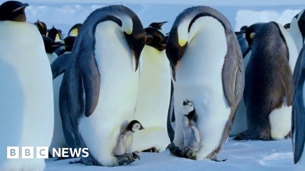 Attenborough Agreed With Decision To Save Penguins' Lives