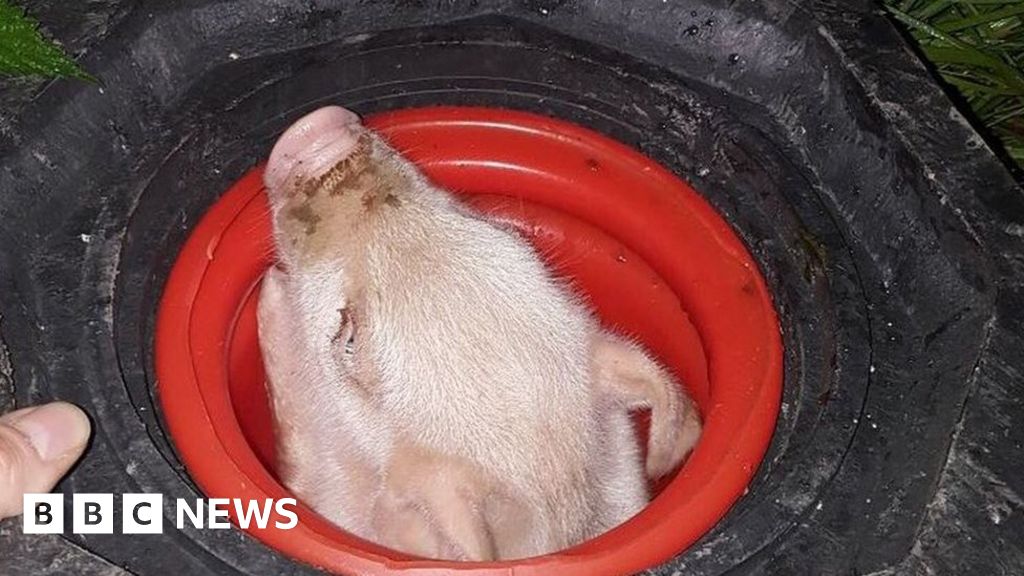 Norfolk Police rescue piglet with traffic cone