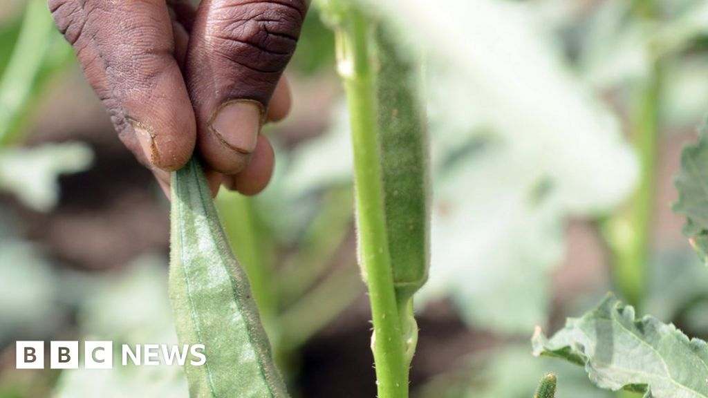 Tigray conflict: &lsquo;We have no food, we face death&rsquo;