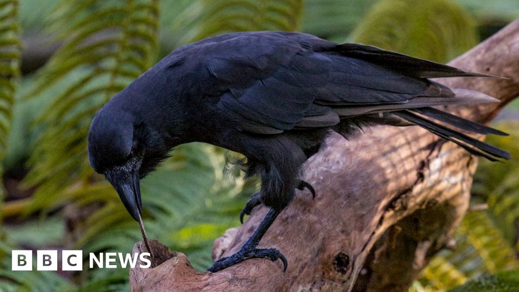 Tool-using crow: Rare bird joins clever animal elite - BBC News