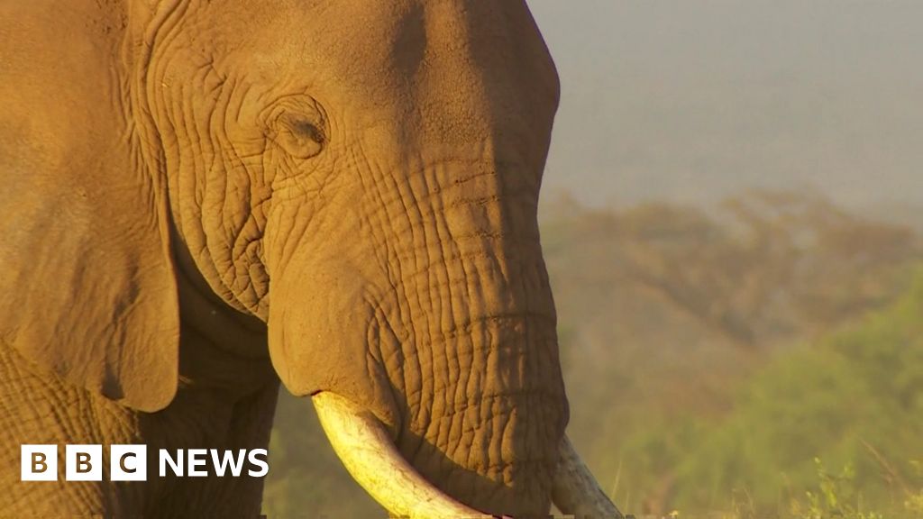 Kenya's elephant poaching problem - BBC News