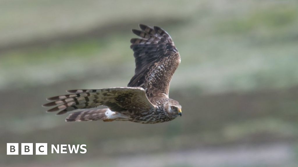 Mutilated rare hen harrier found near Cumbrian border