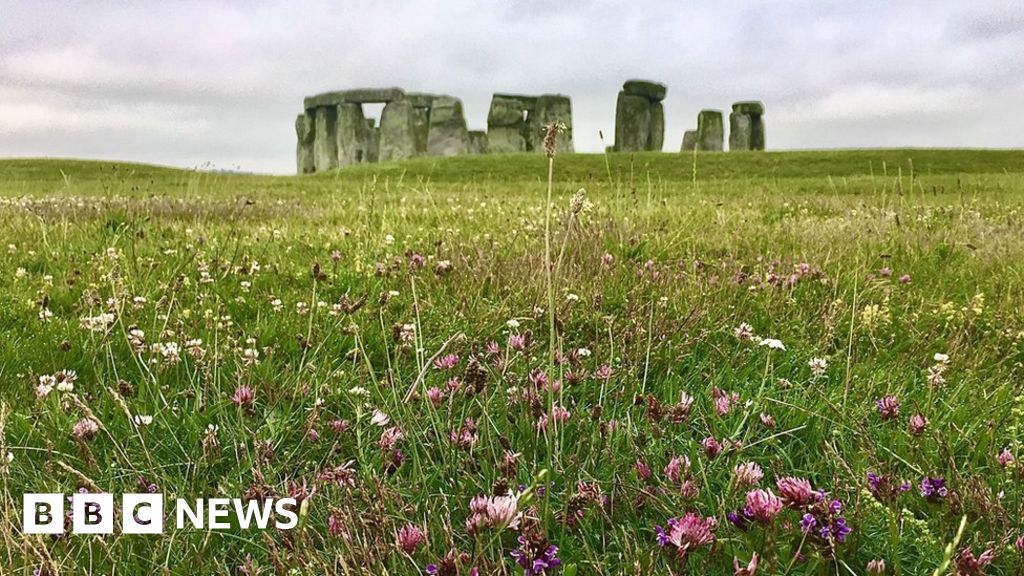 wildflowers-to-be-planted-at-stonehenge-and-other-sites