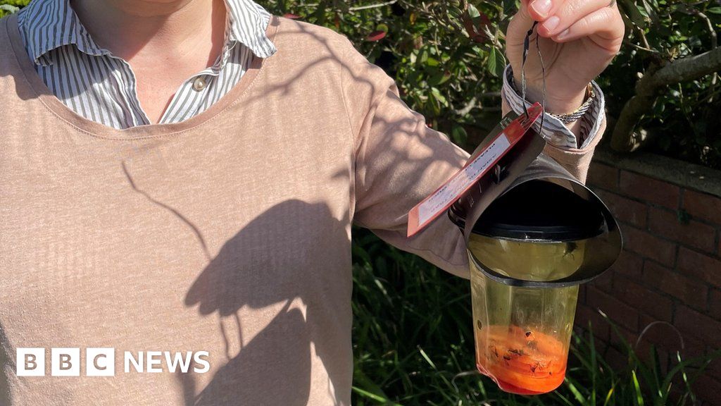 Guernsey volunteers capture first Asian hornet queens of 2024 - BBC News