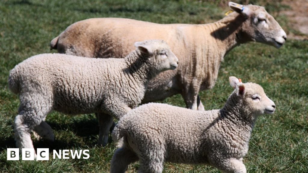 Sheep killed in Lancashire country park dog attack - BBC News