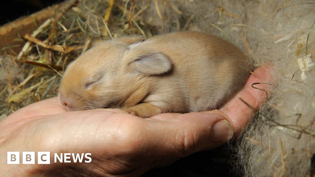 Вирус rabbit фото