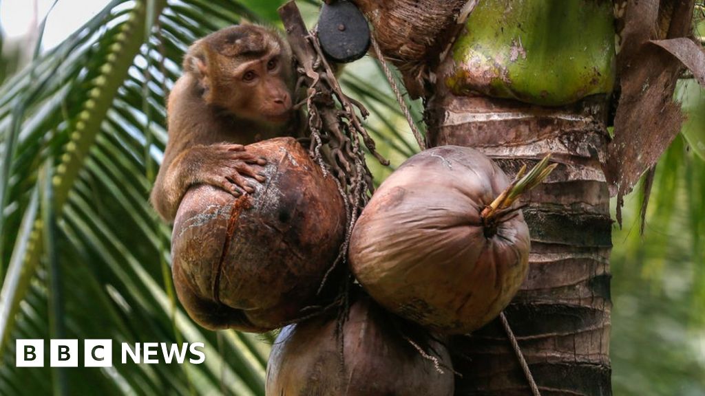 Supermarkets snub coconut goods picked by monkeys - BBC News