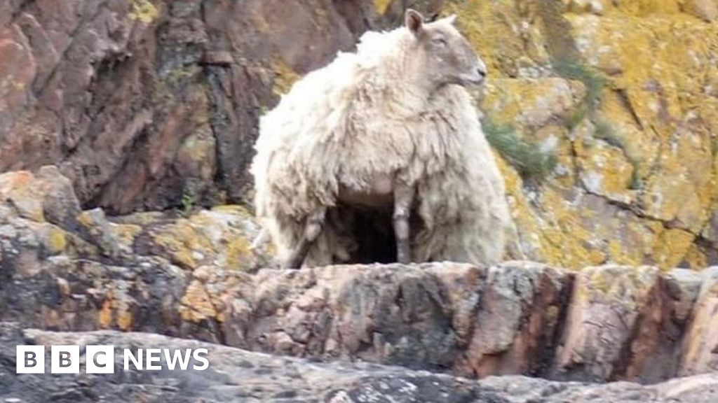 Rescu-ewe me?: The challenges of reaching Britain's loneliest sheep