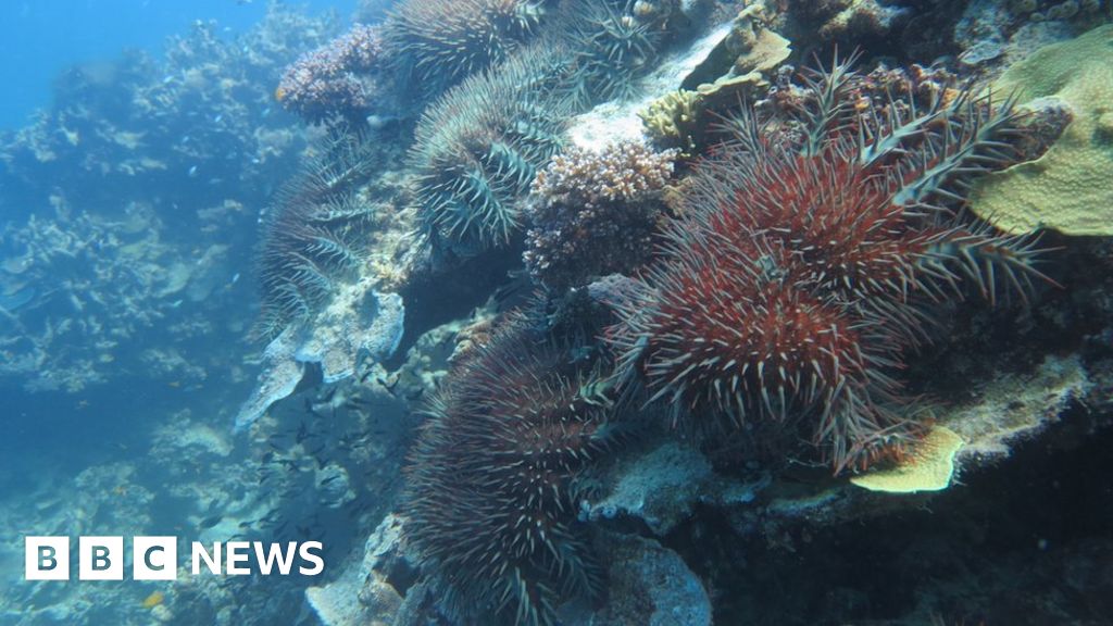 Sea snails could save Great Barrier Reef from starfish - BBC News