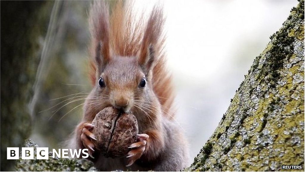 Red squirrels return to Derry woods