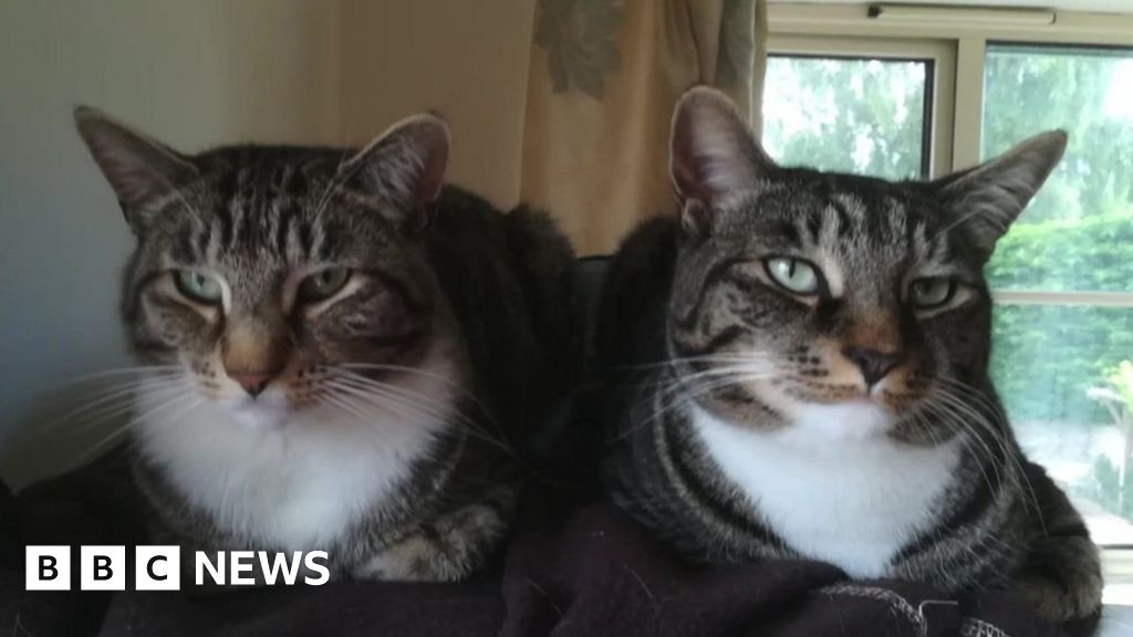 Devon family prints 28,000 mailshot leaflets to find cats