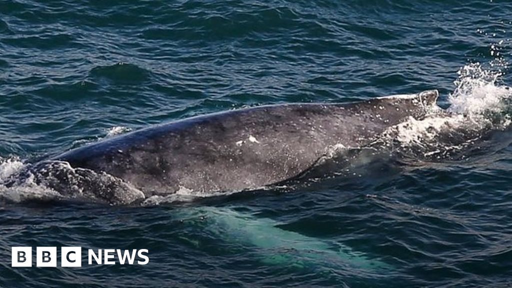 Humpback Whale Filmed Off The Coast Of Cornwall - BBC News