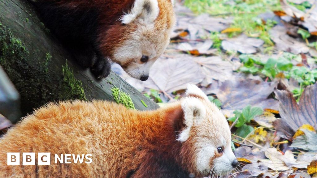 Belfast Zoo celebrates birth of endangered red pandas ...