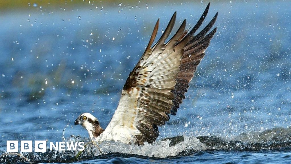 Lochaber osprey killed by power line in Spain - BBC News