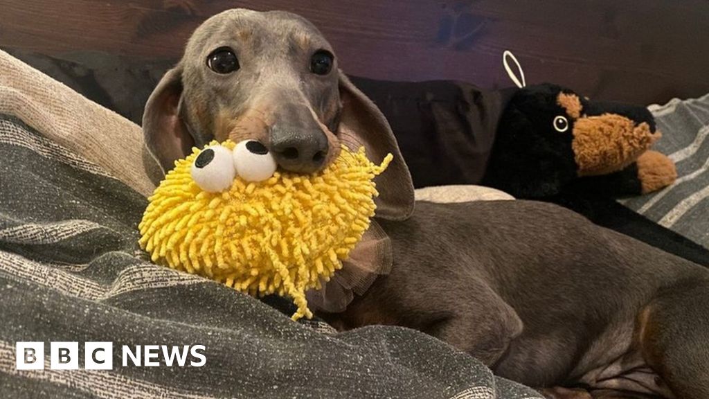 Dumped Bristol Dog Trapped In Cat Carrier Gets New Home dumped-bristol-dog-trapped-in-cat-carrier-gets-new-home