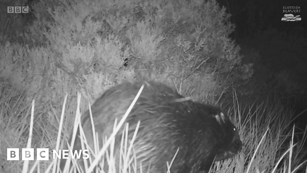 Captive Bred Beavers Pair In The Wild At Knapdale Bbc News