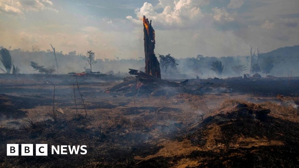 Amazon: Parts of rainforest 'emitting more CO2 than they absorb' - BBC News