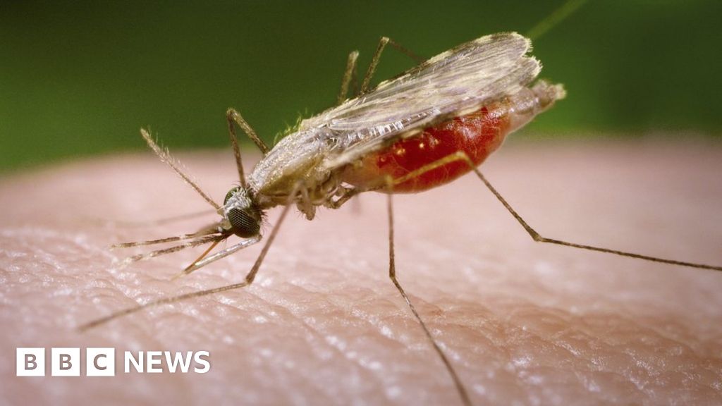 Malaria drugs' complete failure tracked BBC News