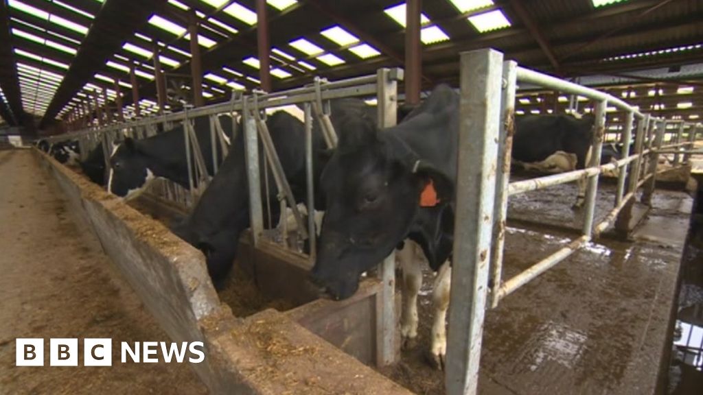 North Yorkshire cash cows turning muck into brass - BBC News