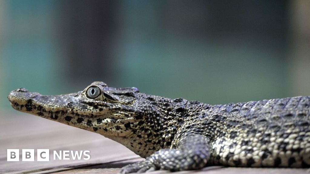 Fidel Castro's crocodile bites man at Swedish aquarium