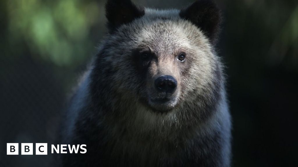 News Releases • Grizzly and black bear lured into town by ea