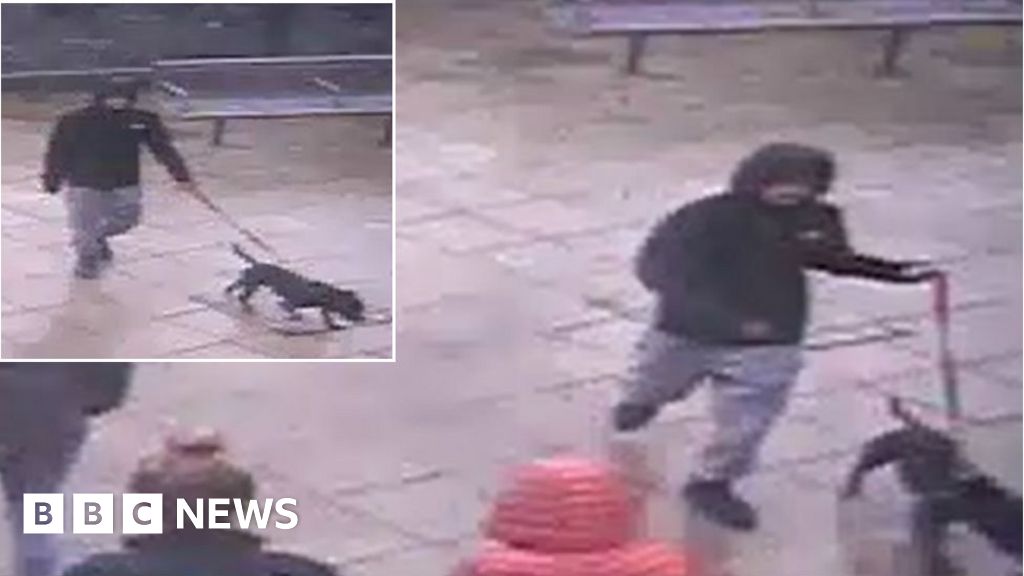 Dog 'bit and dragged' child at Wrexham's Eagles Meadow