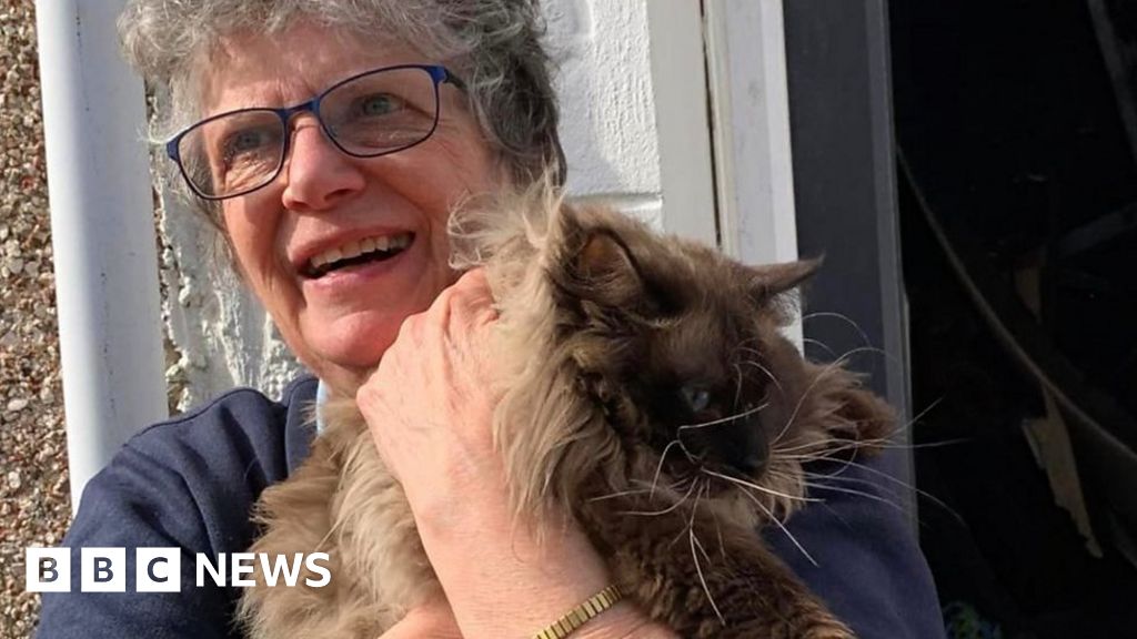 Swansea explosion: Cat and owner reunited after blast – NewsEverything Wales