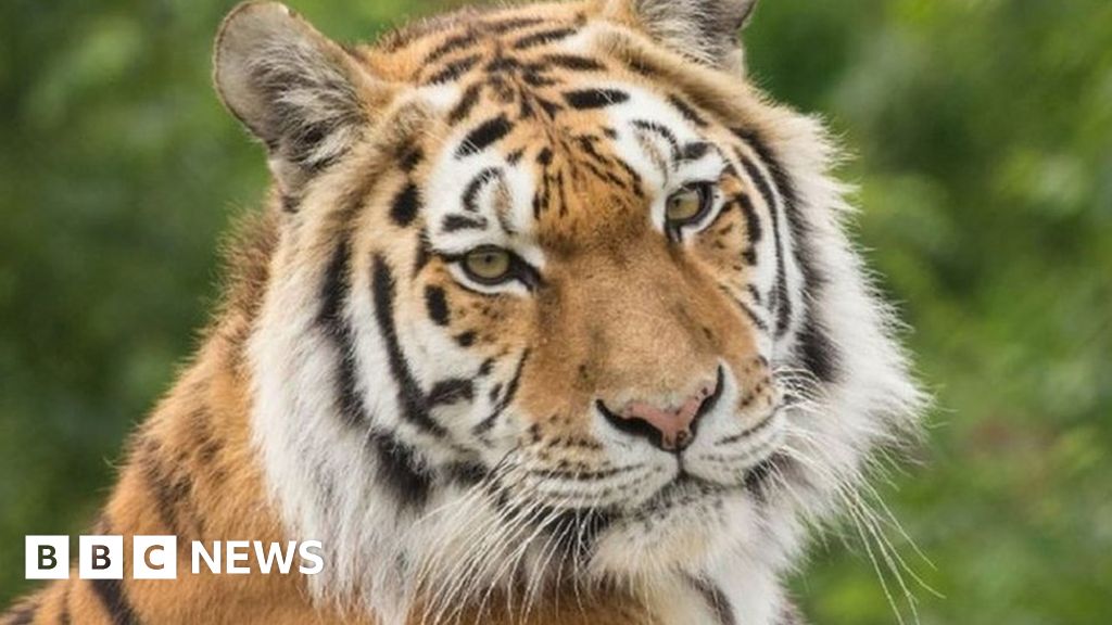 虎妞在諾斯利野生動物園的繁殖嘗試中被老虎咬死