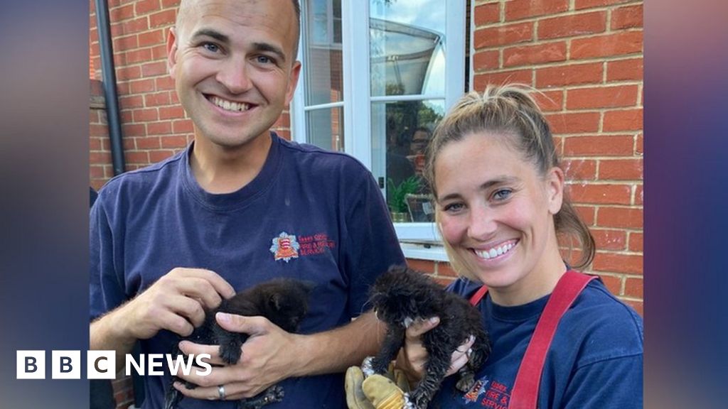 Essex Firefighters Rescue Kittens Trapped In Drain Bbc News 