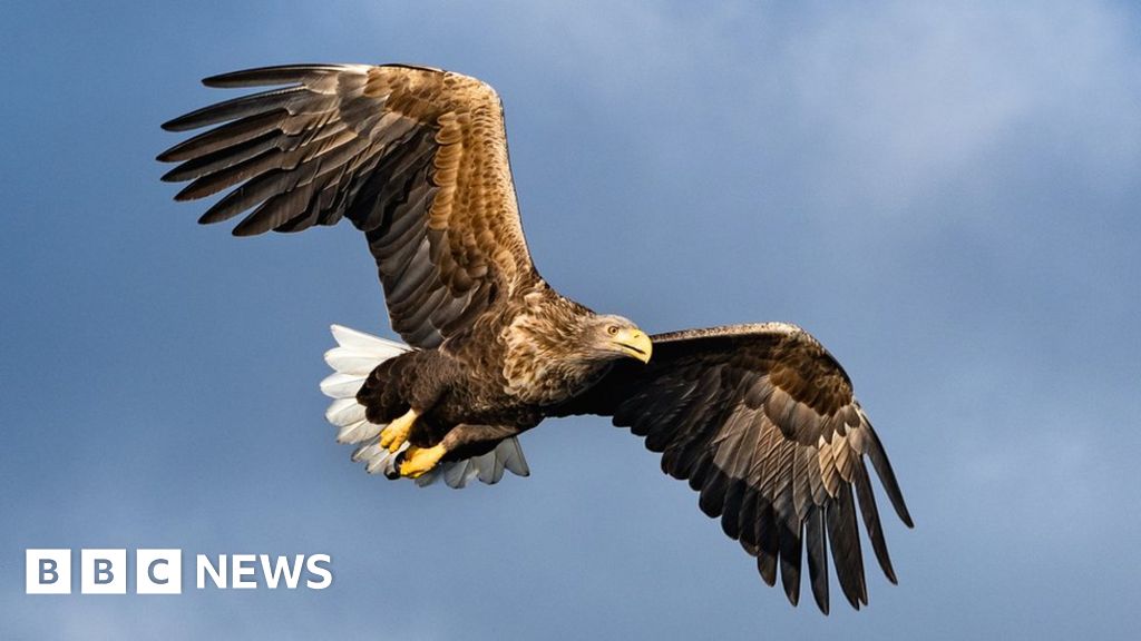 First sea eagle chicks bred in Royal Deeside for about 200 years - BBC News