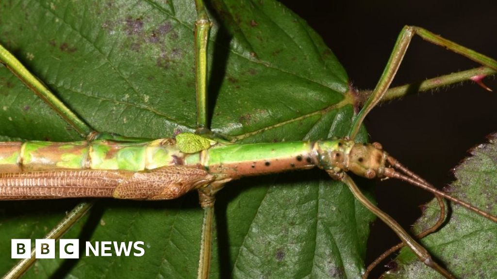 Natural History Museum confirms stick insect is male and female