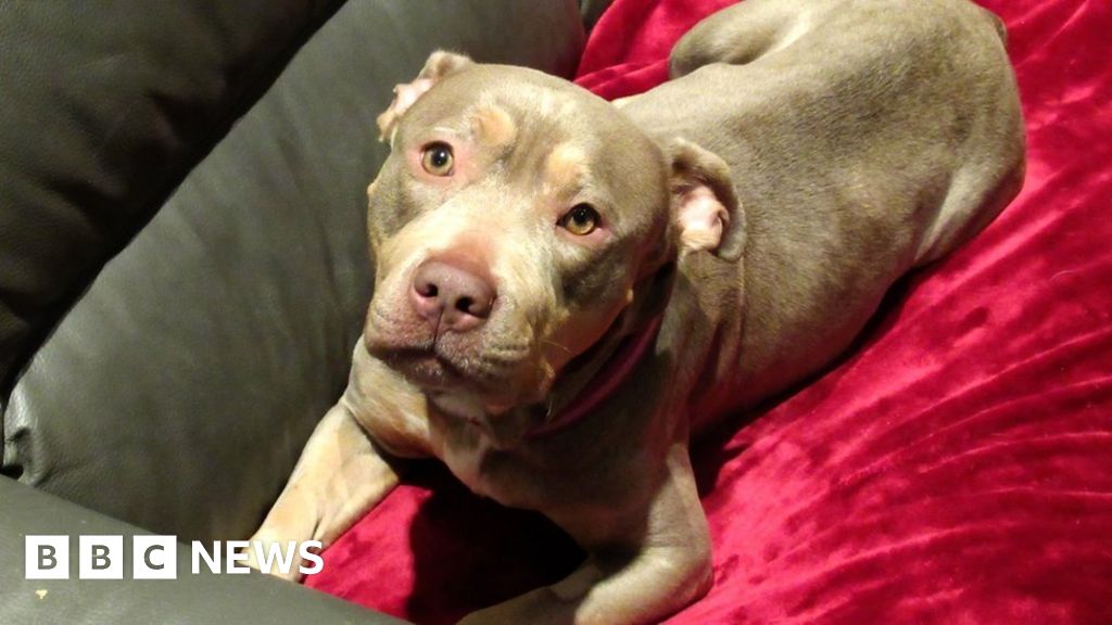 What are American bully XL dogs – and why could the government face a tough  time banning them?