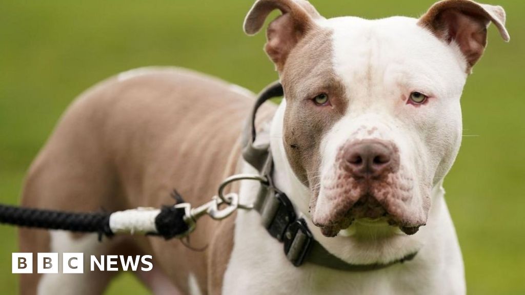 Image for article: Police seize 22 dogs from illegal XL Bully farm Image
