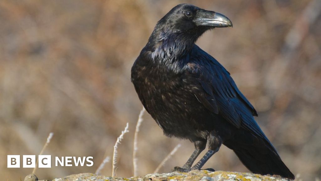 Ravens culled across Wales in bid to protect livestock