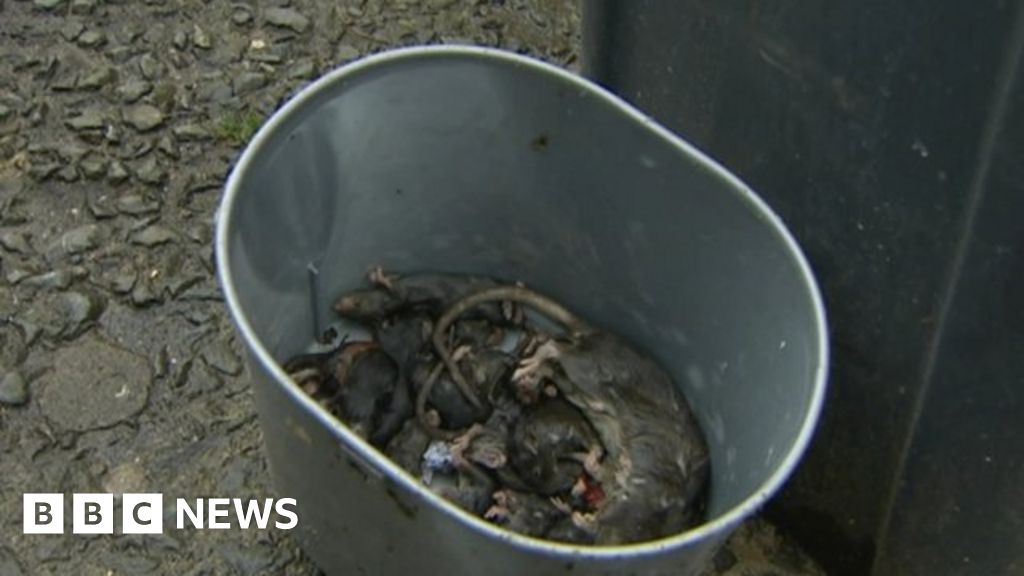 Family make plea to Belfast City Council as rats plague their home ...