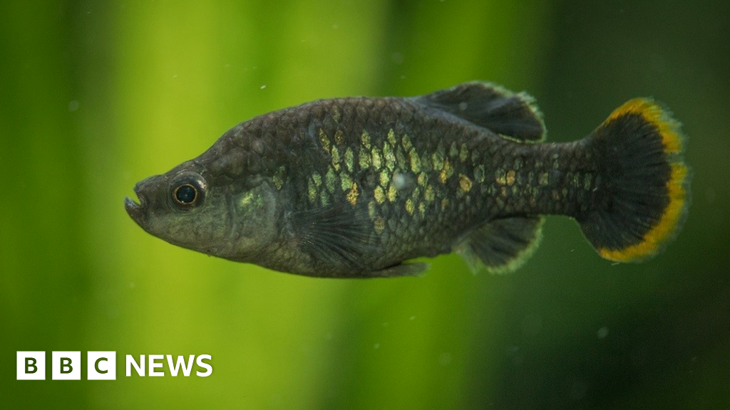 Biodiversity: The tale of the 'un-extinct' fish