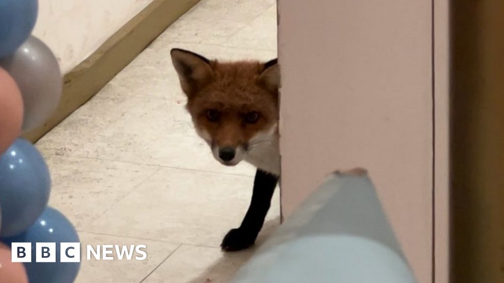 Fox on vandalism spree in a dog cafe caught red-handed