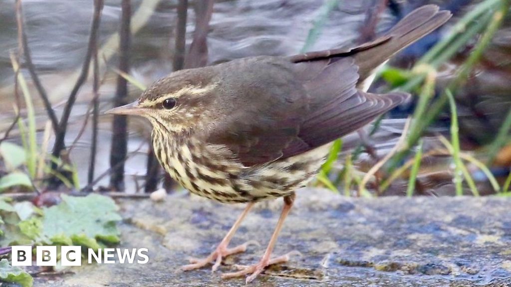 Hundreds turn out for Northern Waterthrush in Heybridge