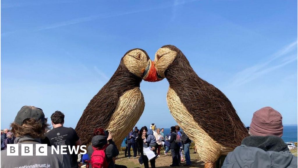 Giant woven puffins unveiled in Jersey BBC News
