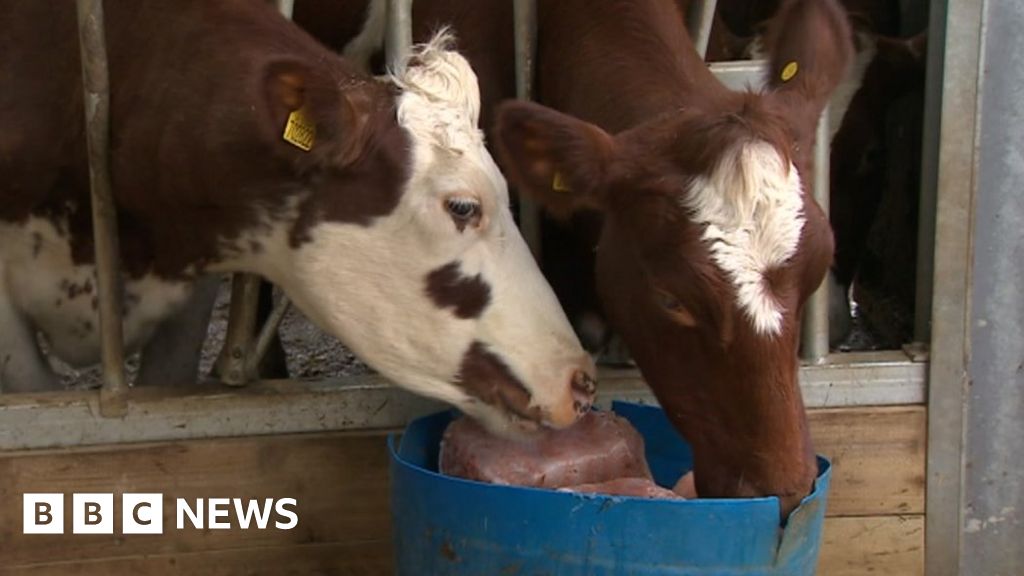 Cider vinegar fed to Acorn Dairy cows to boost health BBC News