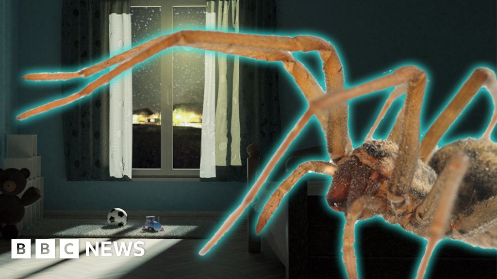 Spider Season Are Sex Crazed Arachnids Invading Your Home For Hook Ups Bbc News