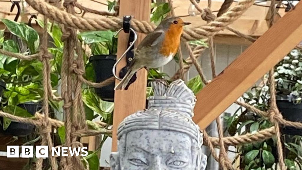 Robin každý deň navštevuje záhradné centrum Meadowcroft, aby zaspieval zákazníkom