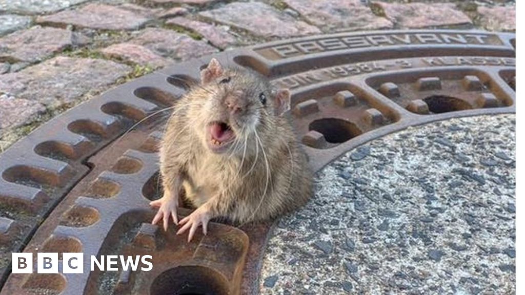 Fat rat saved from manhole by German animal rescue - BBC News