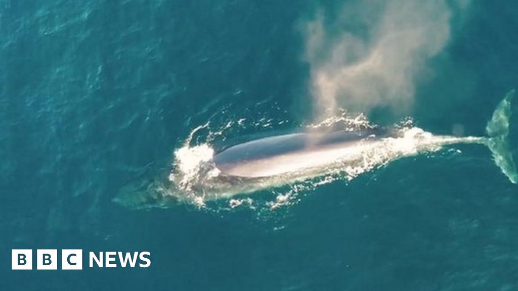 Drone footage shows Bryde's whale in New Zealand waters - BBC News