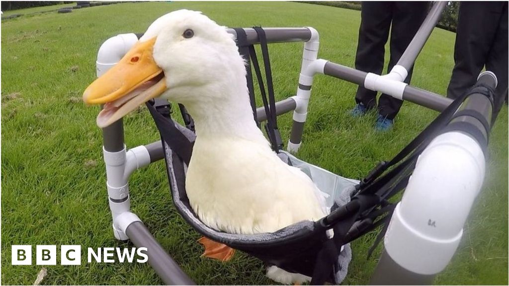 County Durham school makes wheelchair for pet duck BBC News
